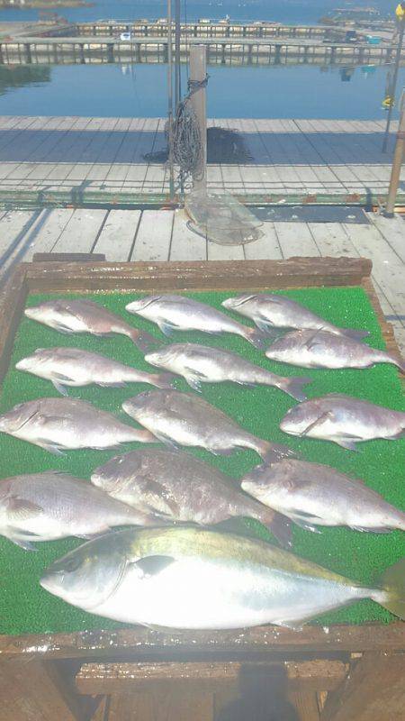 海の釣堀 海恵 釣果