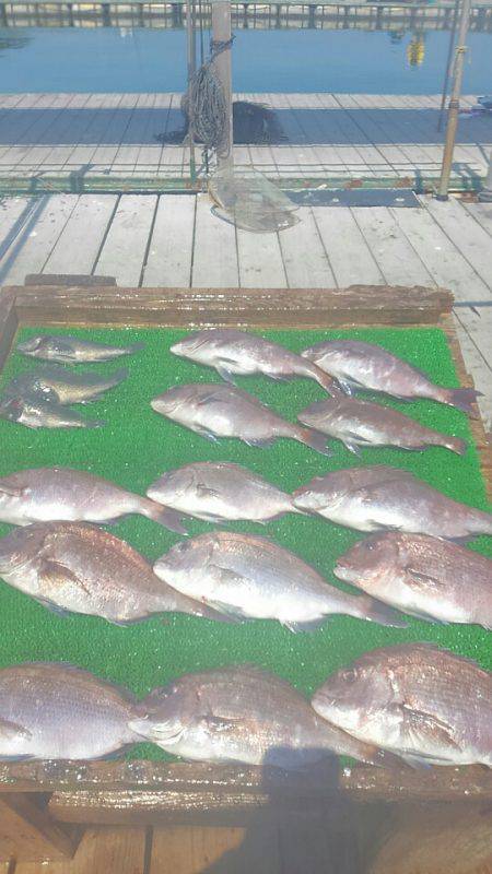 海の釣堀 海恵 釣果