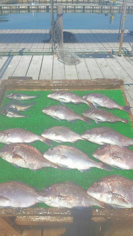 海の釣堀 海恵 釣果