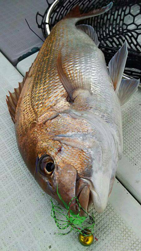 タイラバ遊漁船 ワンピース 釣果