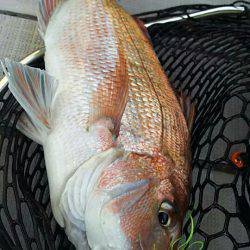 タイラバ遊漁船 ワンピース 釣果