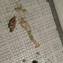 タイラバ遊漁船 ワンピース 釣果