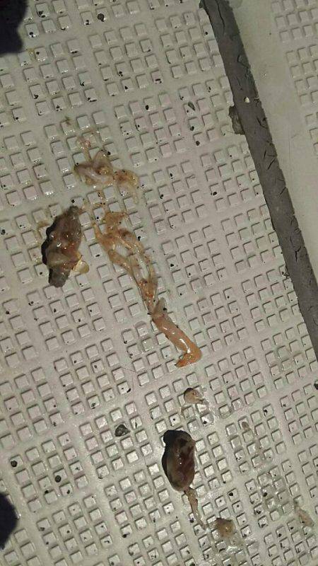 タイラバ遊漁船 ワンピース 釣果