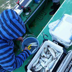 金沢八景鴨下丸 釣果