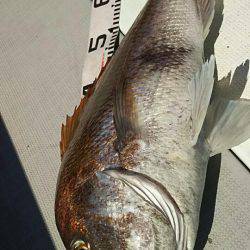 タイラバ遊漁船 ワンピース 釣果