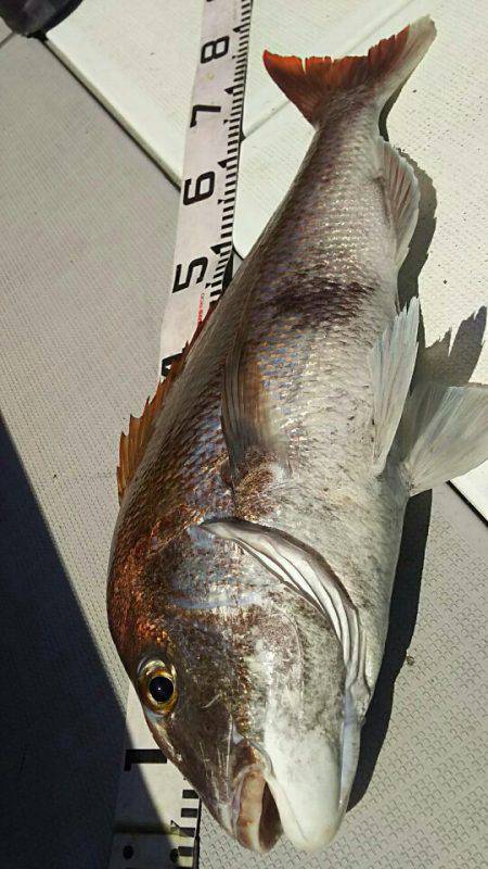 タイラバ遊漁船 ワンピース 釣果