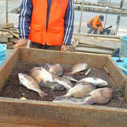 海の釣堀 海恵 釣果