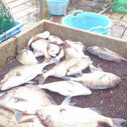 海の釣堀 海恵 釣果