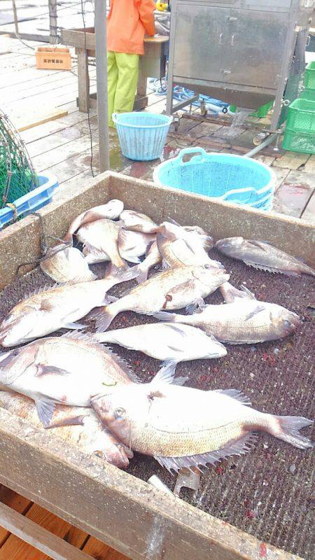 海の釣堀 海恵 釣果