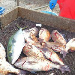 海の釣堀 海恵 釣果
