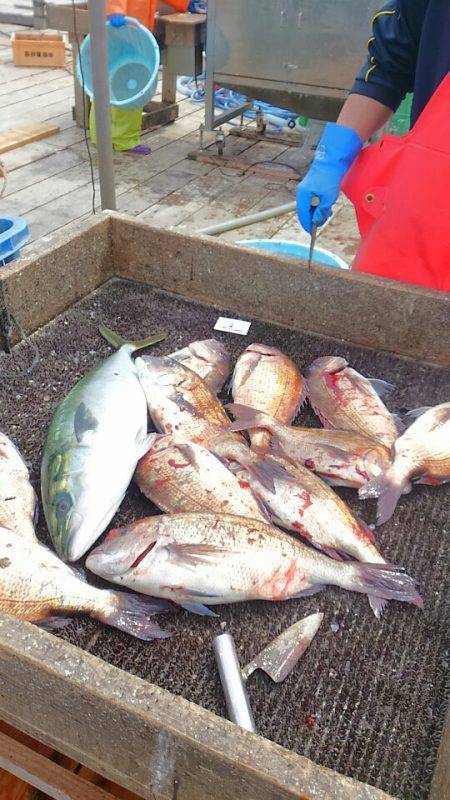 海の釣堀 海恵 釣果