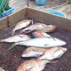 海の釣堀 海恵 釣果