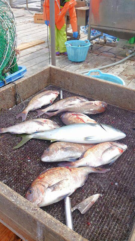 海の釣堀 海恵 釣果