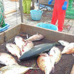 海の釣堀 海恵 釣果