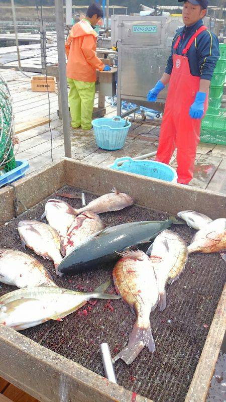 海の釣堀 海恵 釣果
