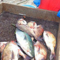 海の釣堀 海恵 釣果