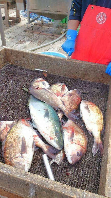 海の釣堀 海恵 釣果