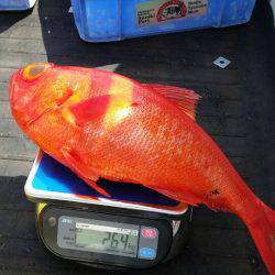 金沢八景鴨下丸 釣果