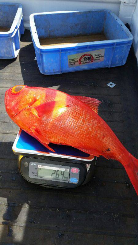 金沢八景鴨下丸 釣果