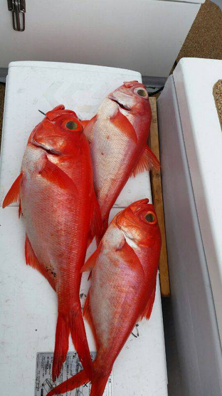 金沢八景鴨下丸 釣果