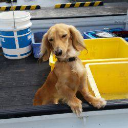 金沢八景鴨下丸 釣果