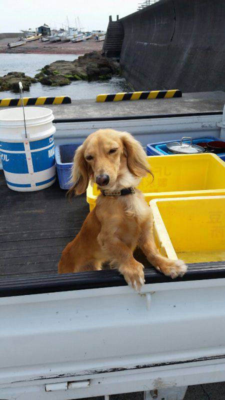 金沢八景鴨下丸 釣果