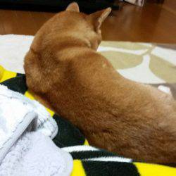 金沢八景鴨下丸 釣果