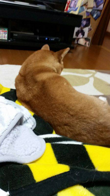 金沢八景鴨下丸 釣果