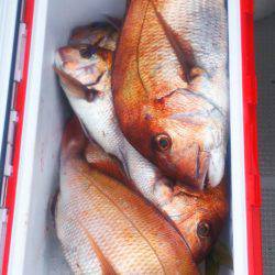 ブルドック 釣果