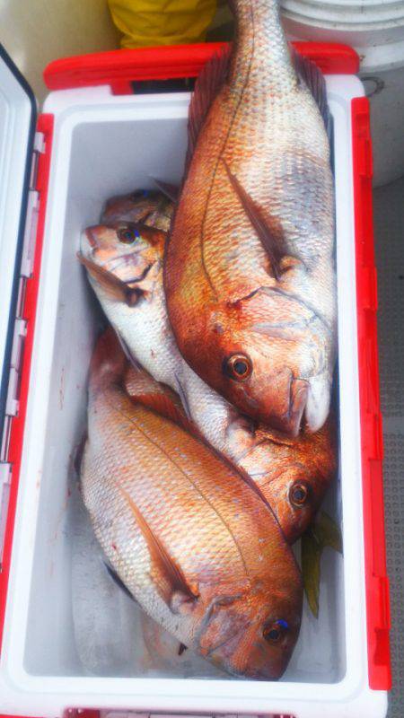 ブルドック 釣果