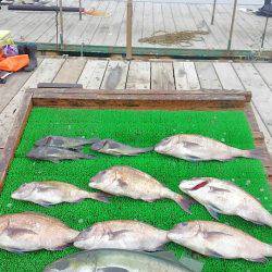 海の釣堀 海恵 釣果