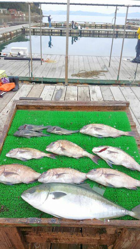 海の釣堀 海恵 釣果