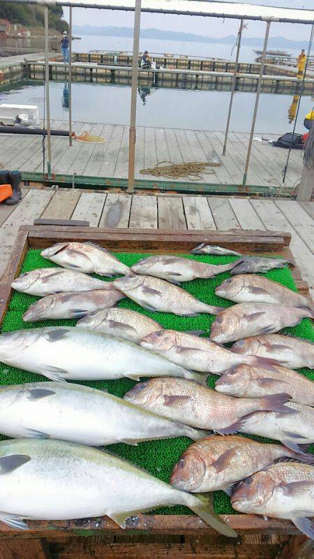 海の釣堀 海恵 釣果