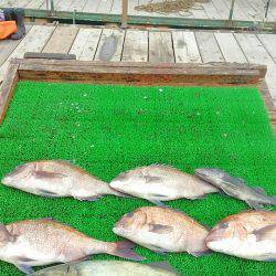 海の釣堀 海恵 釣果