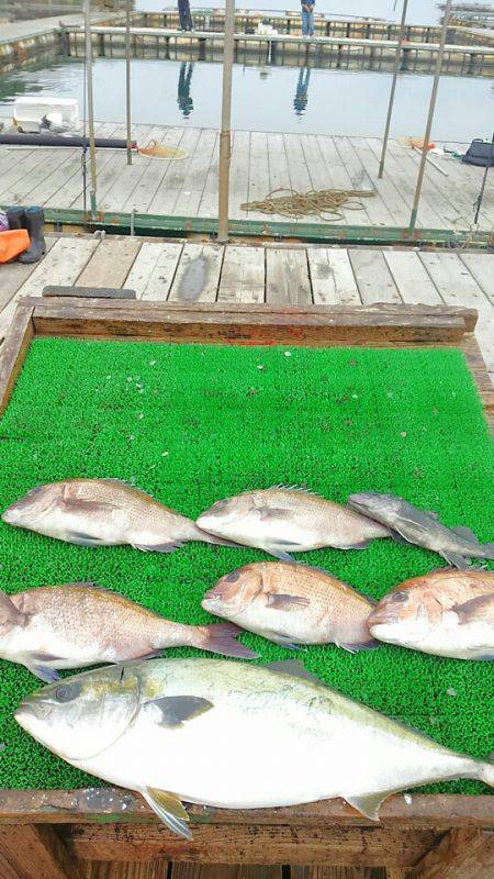 海の釣堀 海恵 釣果