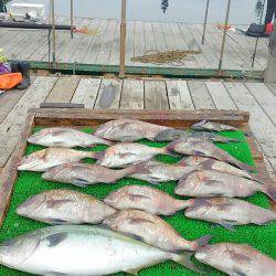 海の釣堀 海恵 釣果