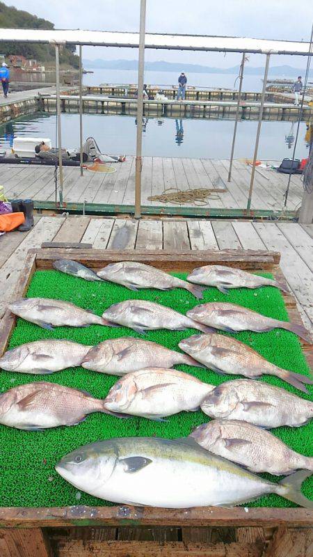 海の釣堀 海恵 釣果