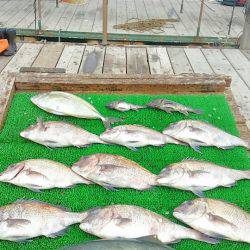 海の釣堀 海恵 釣果