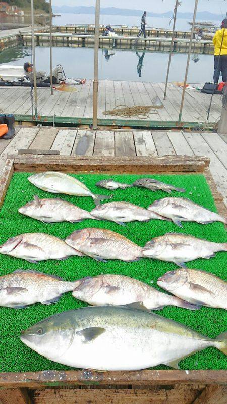 海の釣堀 海恵 釣果