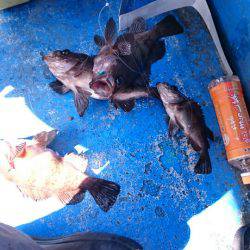 海龍丸（石川） 釣果