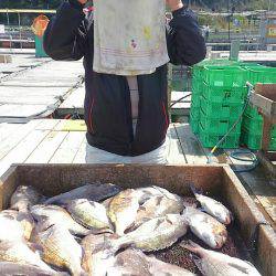 海の釣堀 海恵 釣果