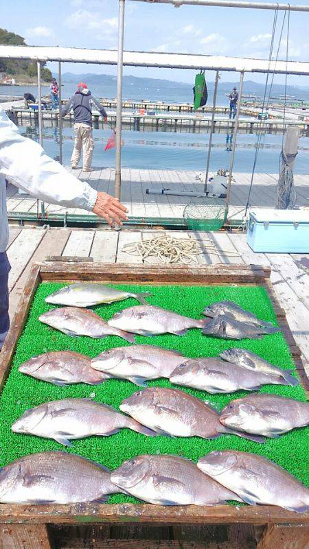 海の釣堀 海恵 釣果