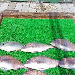 海の釣堀 海恵 釣果