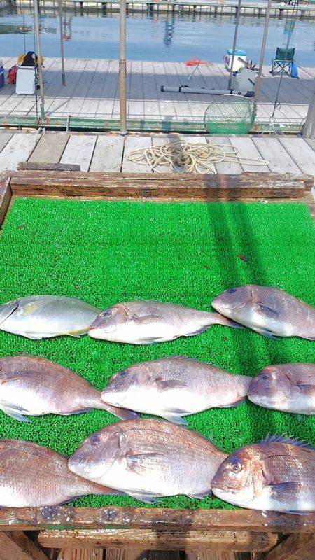 海の釣堀 海恵 釣果