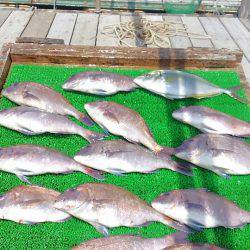 海の釣堀 海恵 釣果