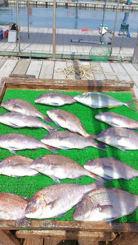 海の釣堀 海恵 釣果