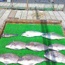 海の釣堀 海恵 釣果