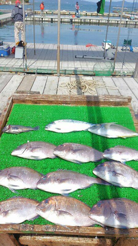 海の釣堀 海恵 釣果