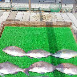 海の釣堀 海恵 釣果