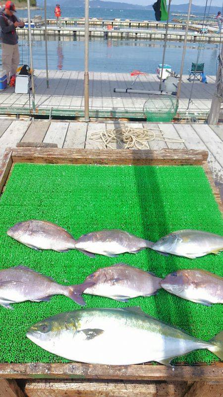 海の釣堀 海恵 釣果